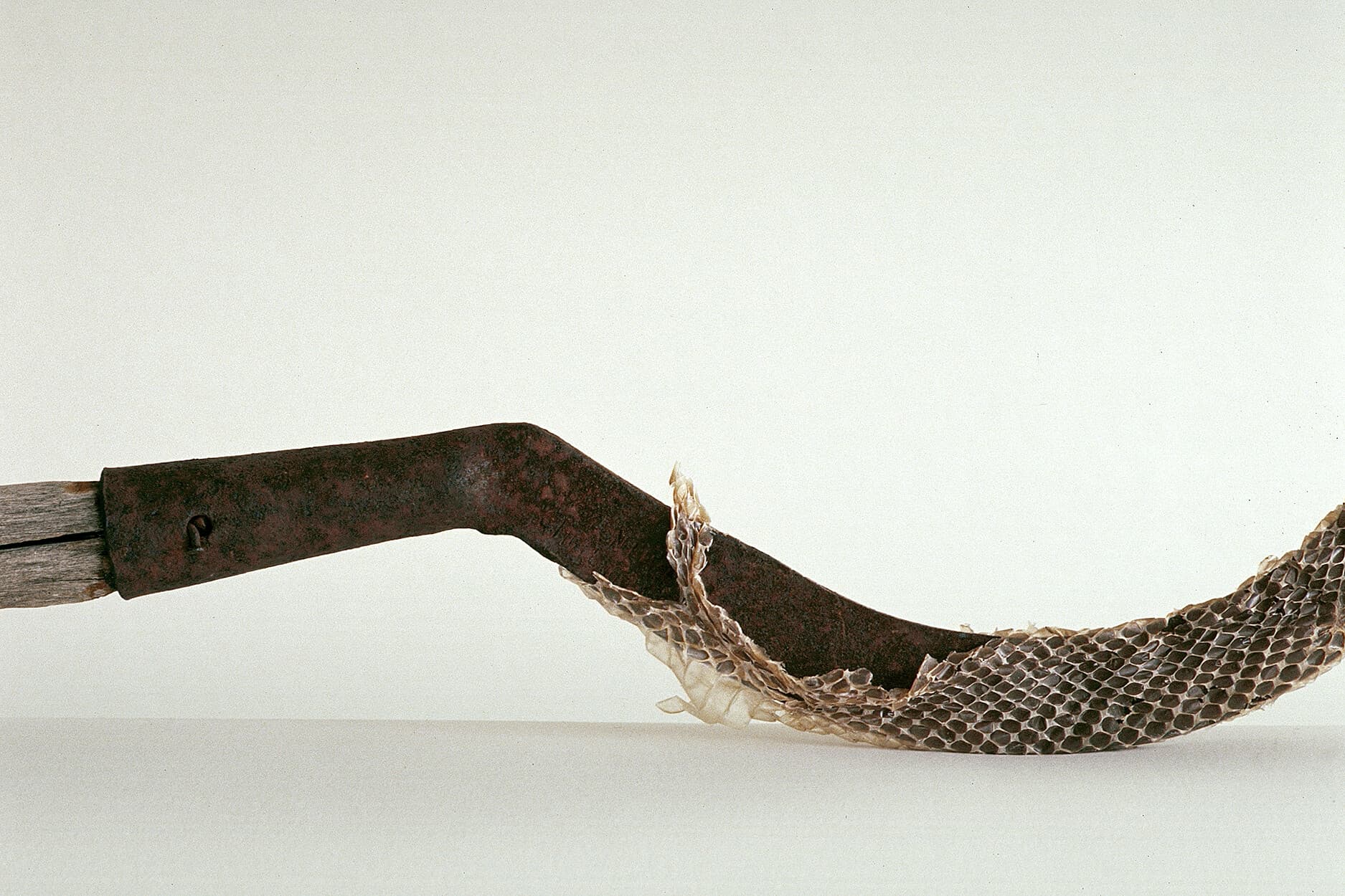 Untitled (scythe/skin) (detail)
